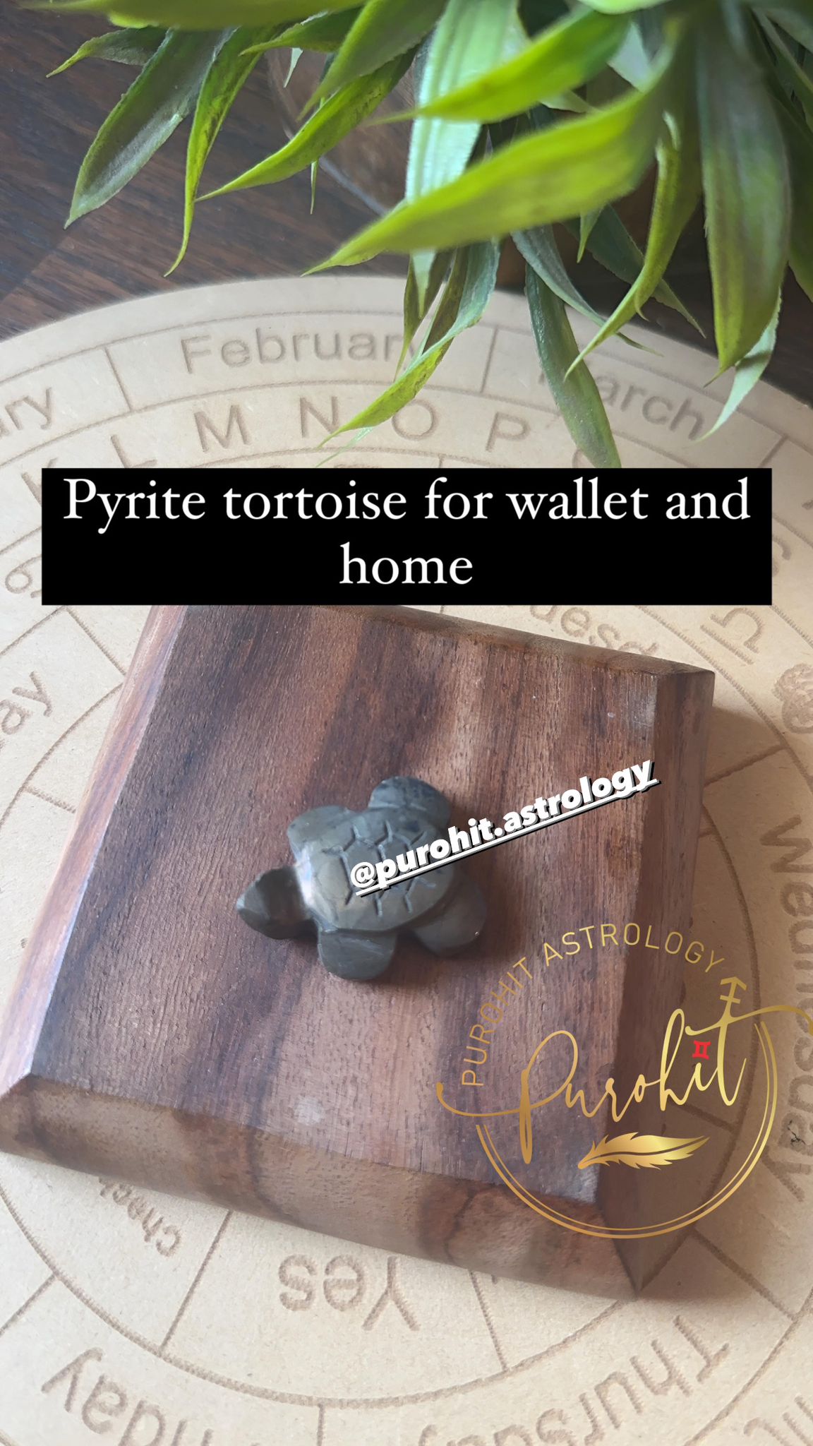 Pyrite Tortoise