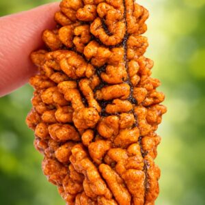 1 MUKHI RUDRAKSH