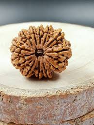 12 MUKHI RUDRAKSH