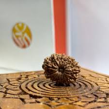 15 MUKHI RUDRAKSH