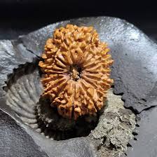 16 MUKHI RUDRAKSH