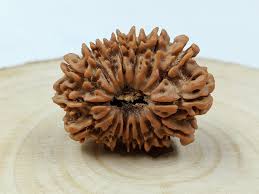 17 MUKHI RUDRAKSH
