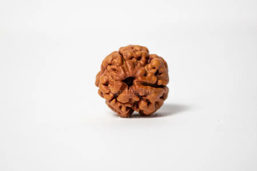 3 MUKHI RUDRAKSH