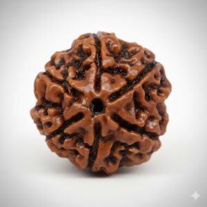 6 MUKHI RUDRAKSH