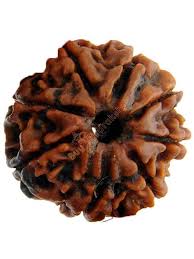 8 MUKHI RUDRAKSH