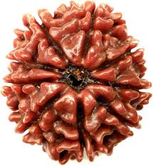 9 MUKHI RUDRAKSH