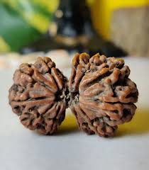 GAURI SHANKAR RUDRAKSH