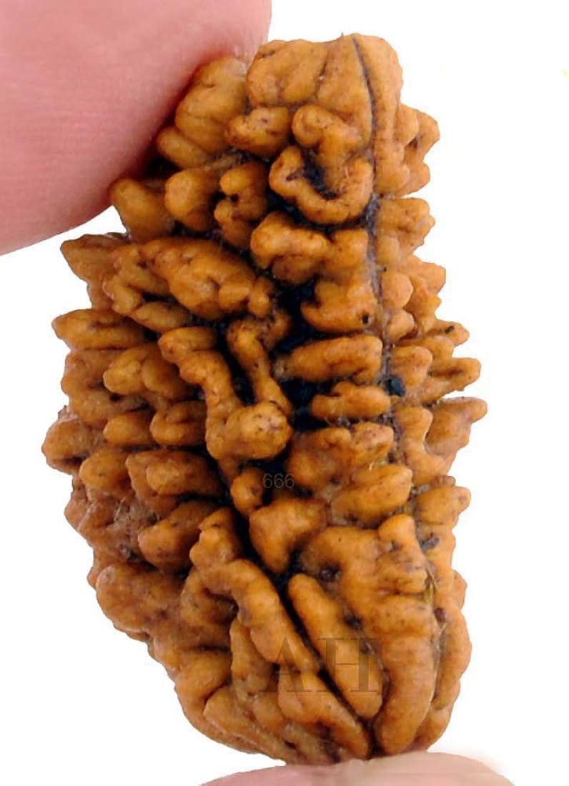 1 MUKHI RUDRAKSH